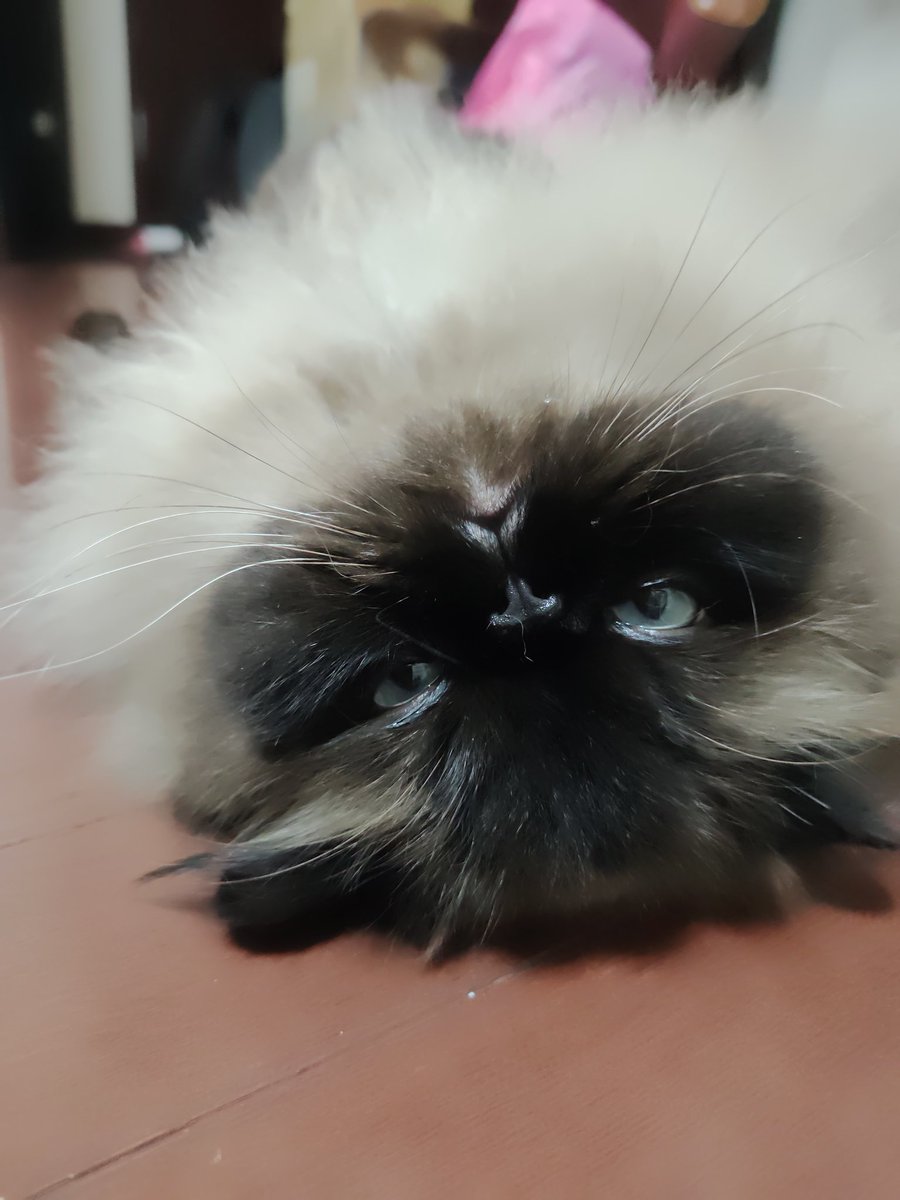 Mugi_is_No1's tweet photo. 寝顔ドアップ、かわいい
#ヒマラヤン https://t.co/3VrrACI5gA