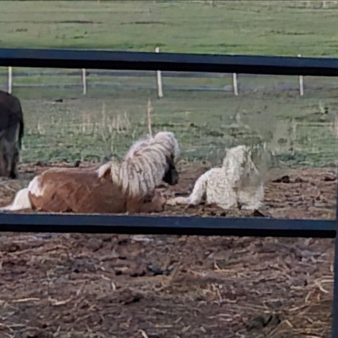 HoovesHappy's tweet photo. It's a bit blurry because it was late evening - Elfie and Heidi. These two love each other so much! Elfie takes such good care of his little blind friend.
#elfiethepony #heidithepony #sanctuary #ponysanctuary #donkeysanctuary #ponies #happylittlehooves #ponyhour #minihorse #pony https://t.co/Ytp6OXuq9G