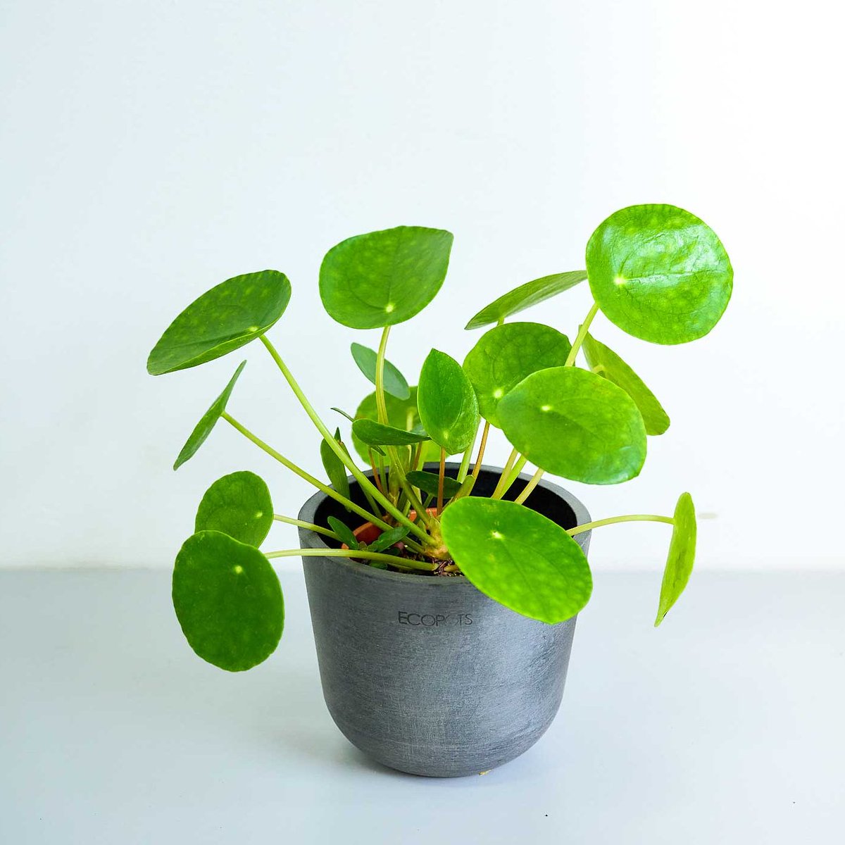 観葉植物の通販 AND PLANTS (アンドプランツ) (@andplants_jp) / Posts / X