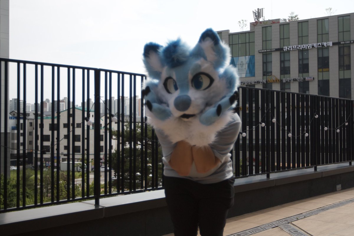 Cocoiseepy's tweet photo. Peek-UwU

Happy #FursuitFriday #Wolf #Furry #Canon https://t.co/MGtPZvVuW8