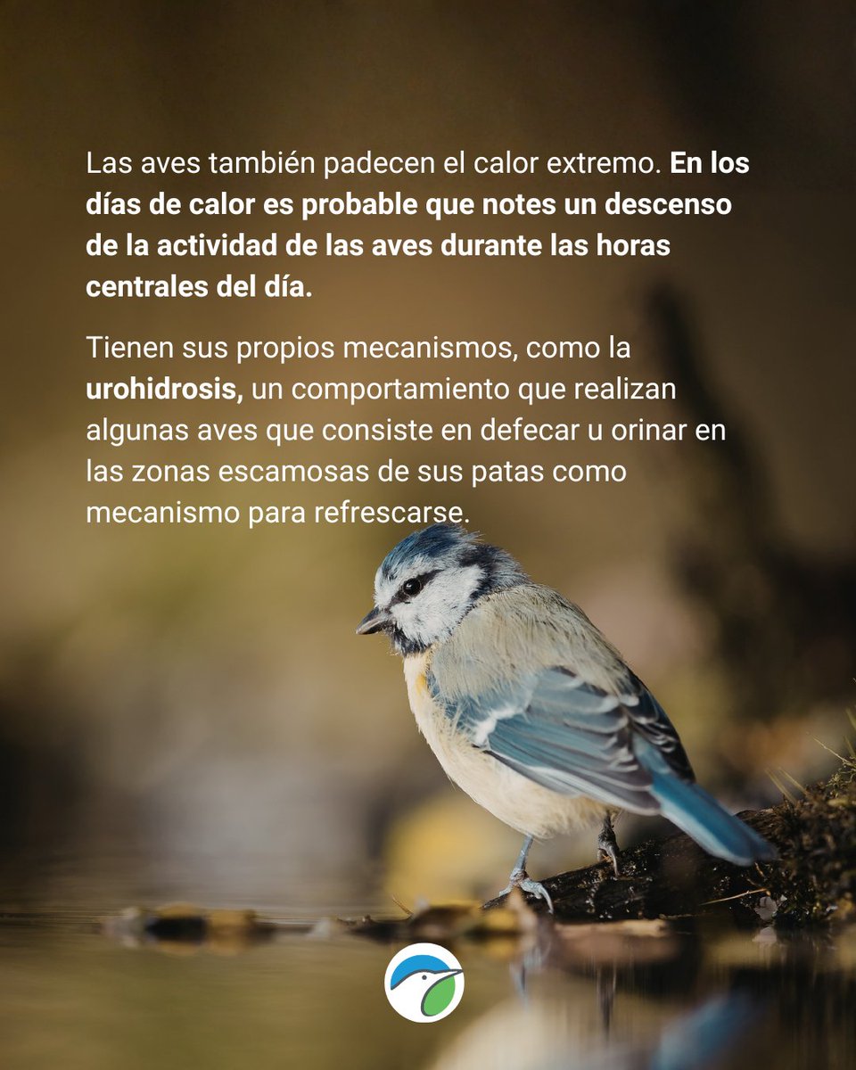 SEO_BirdLife's tweet photo. 🔥¡El calor también afecta a las aves!

Como nosotros, son vulnerables a las altas temperaturas y más ahora, en plena época de cría. https://t.co/MWOSHJDcZz