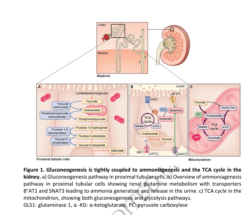 NDTsocial's tweet photo. Renal gluconeogenesis: 

a key metabolic hub in health and kidney disease

🔓https://t.co/f0dqHwvBil https://t.co/BWKvnX8oxb