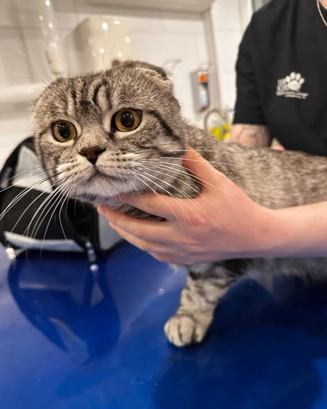 yolandaschultes's tweet photo. Limbeckstr. 44894 Bochum
Katze in einer Transportbox ausgesetzt
Kopie Tierschutzverein Bochum Hattingen und Umgebung Hinweise gesucht
Fundtiere
Bild 1
männlich unkastriert, kein Chip, Universitätsstraße 44799 Bochum
Bild 2
Scottish Fold, männlich unkastriert, Limbeckstr. 44894 Bochum, im Transporter gefunden
Bild 3
Kaninchen, weiblich,
Auf dem Spielplatz an der Prinz-Regent Str. 44795 Bochum
Tierheim Bochum
0234 295950