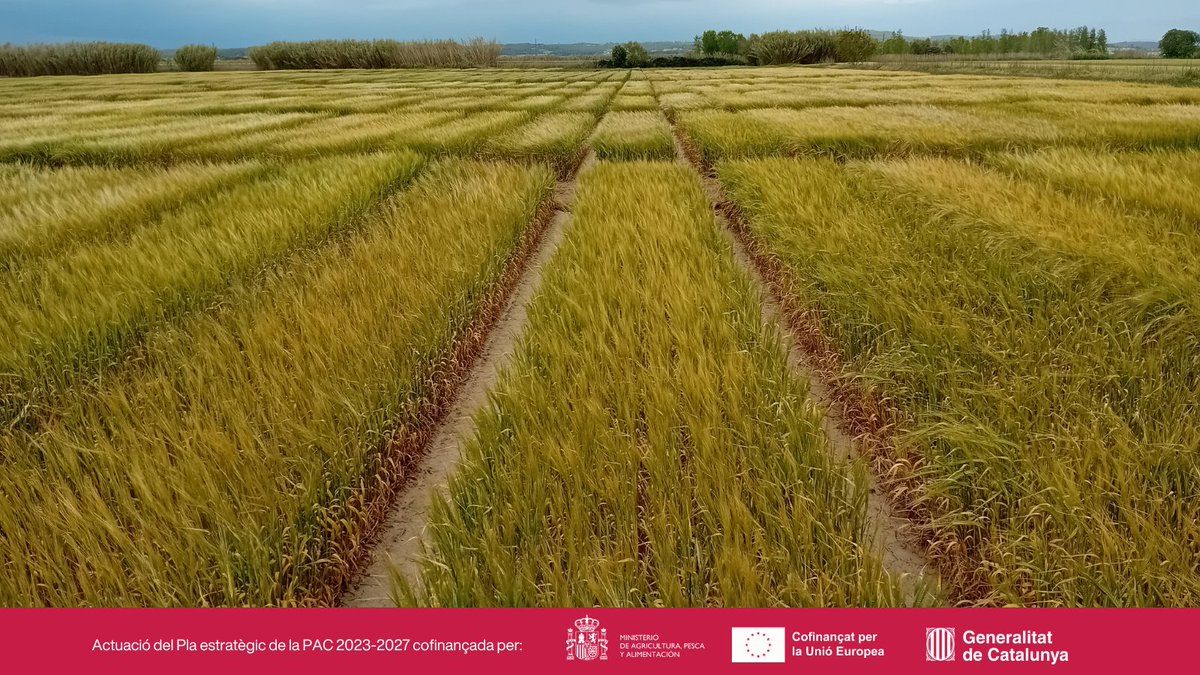 irtacat's tweet photo. Les activitats demostratives XARXA ORDI i XARXA COLZA han permès avaluar durant diverses campanyes l’adaptació de noves varietats comercials d’ordi i colza a les principals zones productores de Catalunya.

👉 https://t.co/szjKnm60Tx

#DemosPATT @agriculturacat @ruralcat https://t.co/sBmwGpbnXI