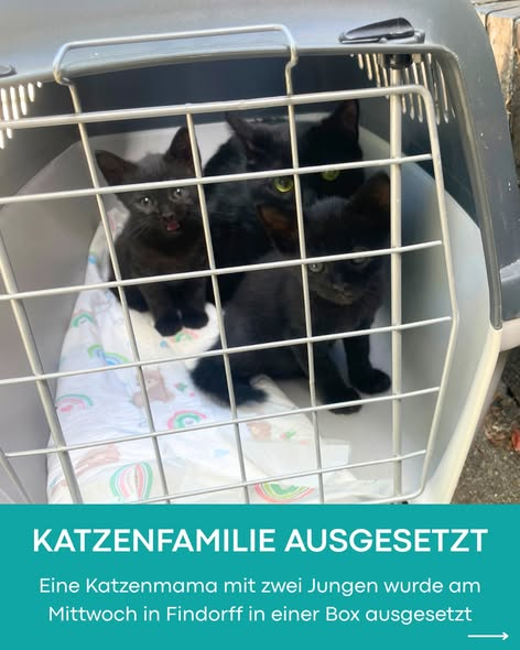 yolandaschultes's tweet photo. Nürnberger Str.  28215 Bremen - Findorff
Katzen in einer Transportbox ausgesetzt
Kopie Bremer Tierschutzverein
Vorgestern, am Mittwoch, wurde eine kleine Katzenfamilie in der Nürnberger Straße in Bremen-Findorff ausgesetzt. Die Katzen sind jetzt bei uns und können sich erholen. Habt ihr Hinweise zu den Tieren oder habt ihr was gesehen? Dann meldet euch gern bei uns!
+49 421 351133
info@bremer-tierschutzverein.de