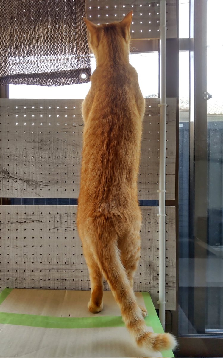 gigichapo's tweet photo. かわいい🥳🥖✨
#猫 https://t.co/demdFLtd8h