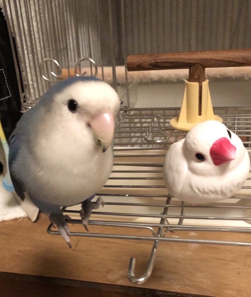 animal_rescue03's tweet photo. ピノちゃん、今も家に帰りたがっています…

2022年4月25日、神奈川県大和市下鶴間でコザクラインコのピノちゃん（雄・5歳）が迷子になりました。

保護している方、目撃された方がありましたらご連絡をお願いします。
どんな小さな情報でも希望になります。

DM or @priestmoonまでお願いします🙏

#コザクラインコ #迷子インコ #迷い鳥 #大和市 #鶴間 #神奈川迷子鳥 #拡散希望