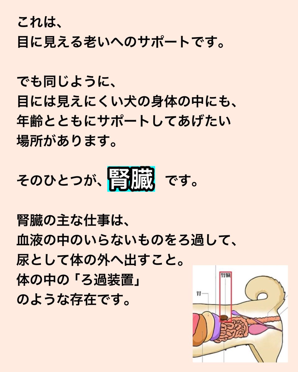 松本秀樹(ポチたまの松本くん) tweet media