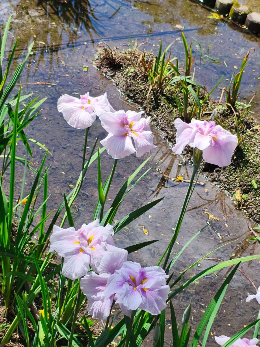 kaigara59's tweet photo. 久しぶりの万博記念公園。
紫陽花、薔薇、菖蒲。12000歩余り、少し歩きすぎ。木陰の椅子に座って、優しく吹く涼しい風、気持ちがいい(^-^)
#万博記念公園
#しょうぶ https://t.co/tqtGAeEAnO