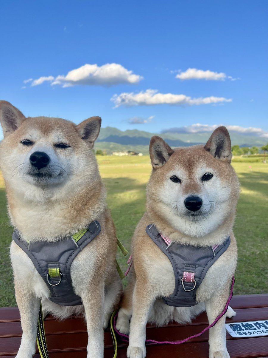 ゆず9🐾ぽんず6🐾 (@jajagi7jajagi) / Posts / X