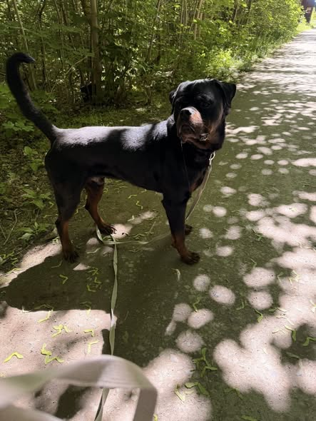 yolandaschultes's tweet photo. Wallmoden 38729
Rottweiler im Wald gefunden...ausgesetzt?
Kopie Tierheim Eckertal
Wer kann helfen??
Dieser Rottweiler ( Rüde , unkastriert )wurde uns heute gebracht. Weggelaufen, ausgesetzt wer weiß das schon . Gefunden wurde er im Wald bei Wallmoden .
Wir bitten um Infos.
Tierheim Eckertal
+49 5322 53796
info@tierheimeckertal.de