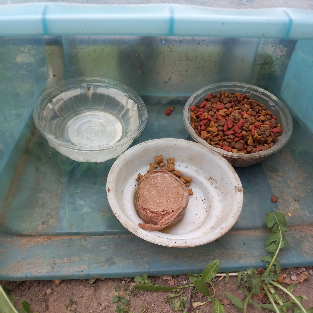 novachu's tweet photo. I currently have 3 food areas for strays that rely on me cause they cannot find any food or water, we have many stray or abandoned cats, and I need your help I do this alone with a friend and I need canned food for the older #cats pls #donate any food u can Amazon link in bio TY https://t.co/WAl0qAwAOM
