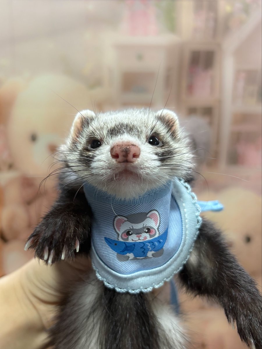 Otoke12Ferrets's tweet photo. バブみ🍼💕
めちゃくちゃ似合っとる🥹
 #フェレット https://t.co/NdEZB8nSpi