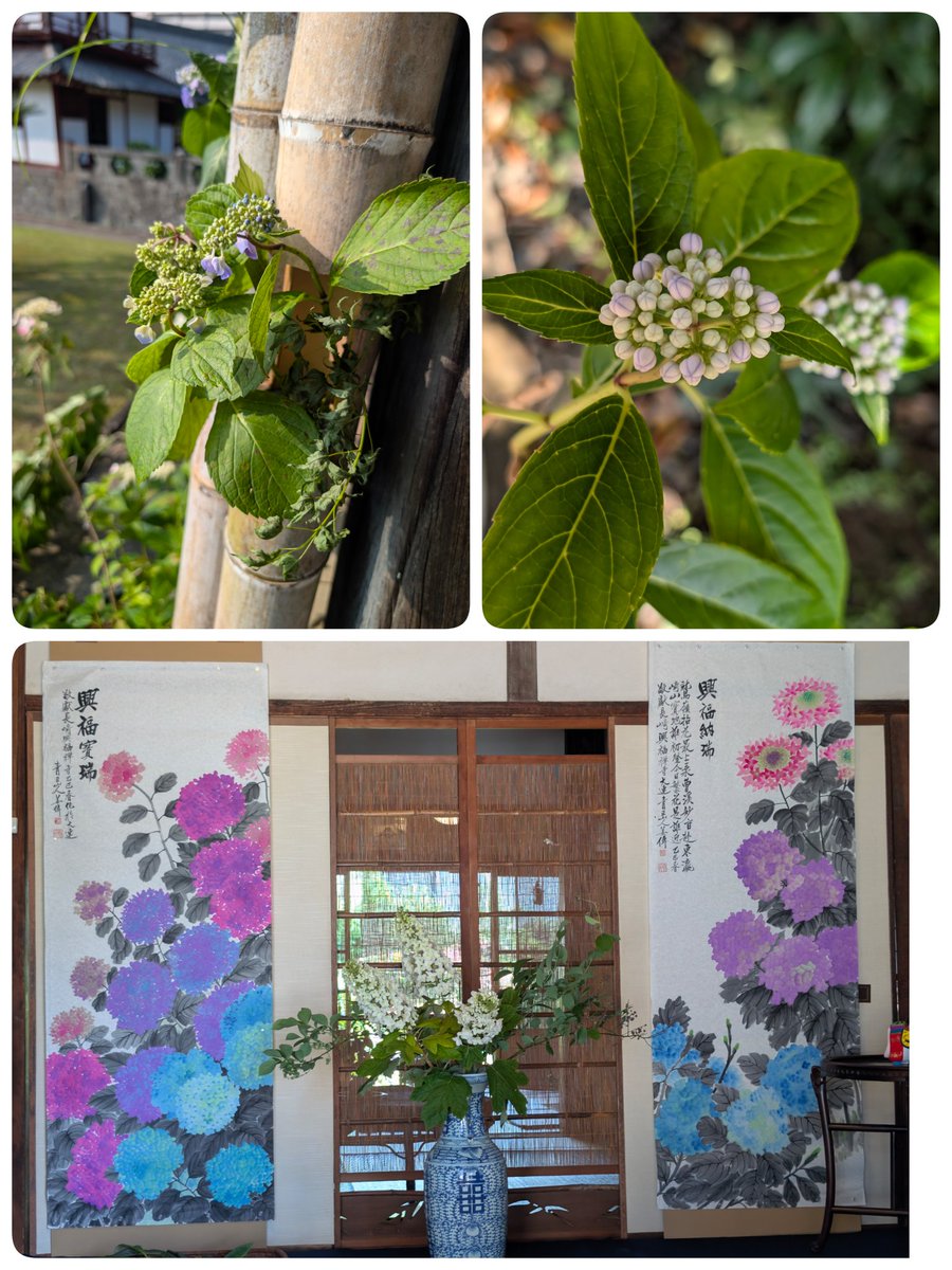 tathujinn's tweet photo. ここの紫陽花は山紫陽花とか朝鮮紫陽花とかいろいろあって癒されます。中には甘〜い香りがする花とかもあるみたいですよ
 #興福禅寺 https://t.co/2z8HHYVfVC