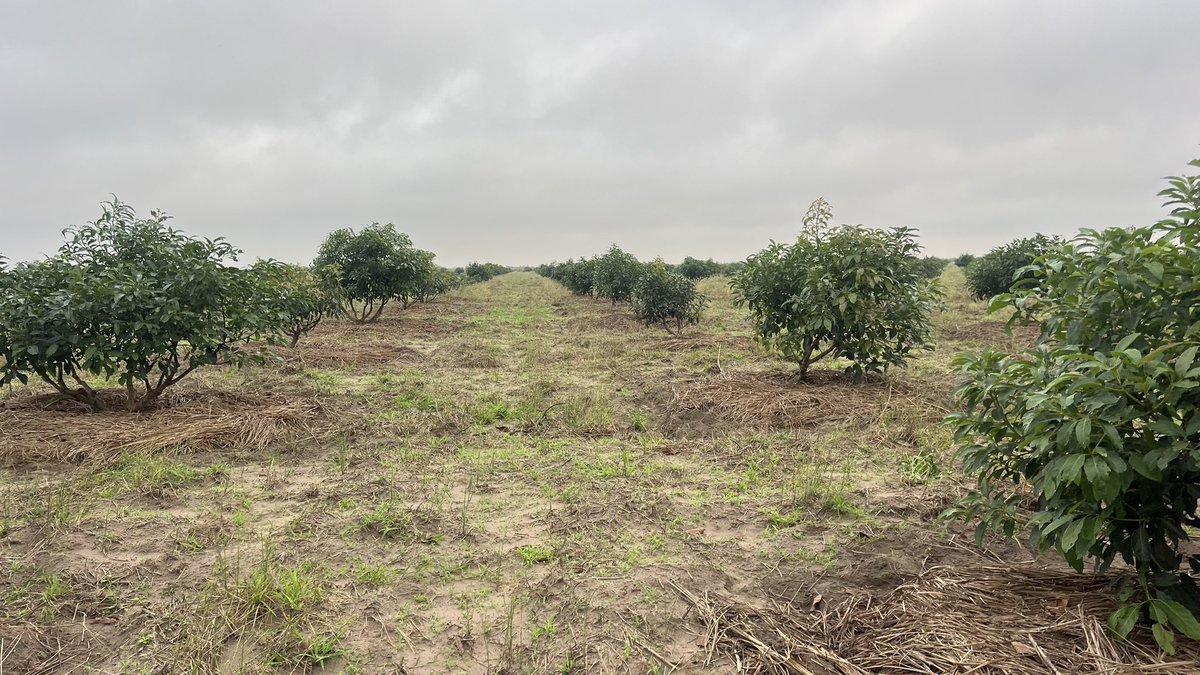 Ruvusha_Israel's tweet photo. Les avocats Hass sont largement considérés comme un super-aliment car ils sont exceptionnellement denses en nutriments et offrent une combinaison unique de graisses saines, de fibres et de vitamines essentielles. https://t.co/B3Zf3V1dcR