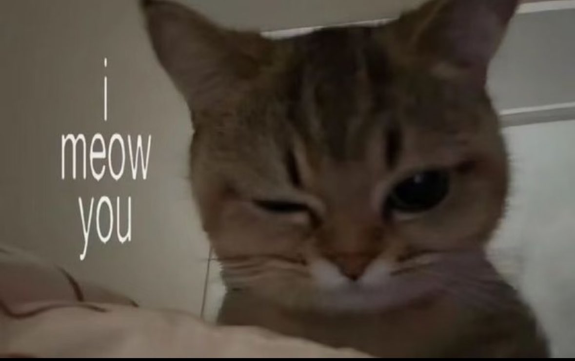 ≽^-⩊-^≼ tweet media