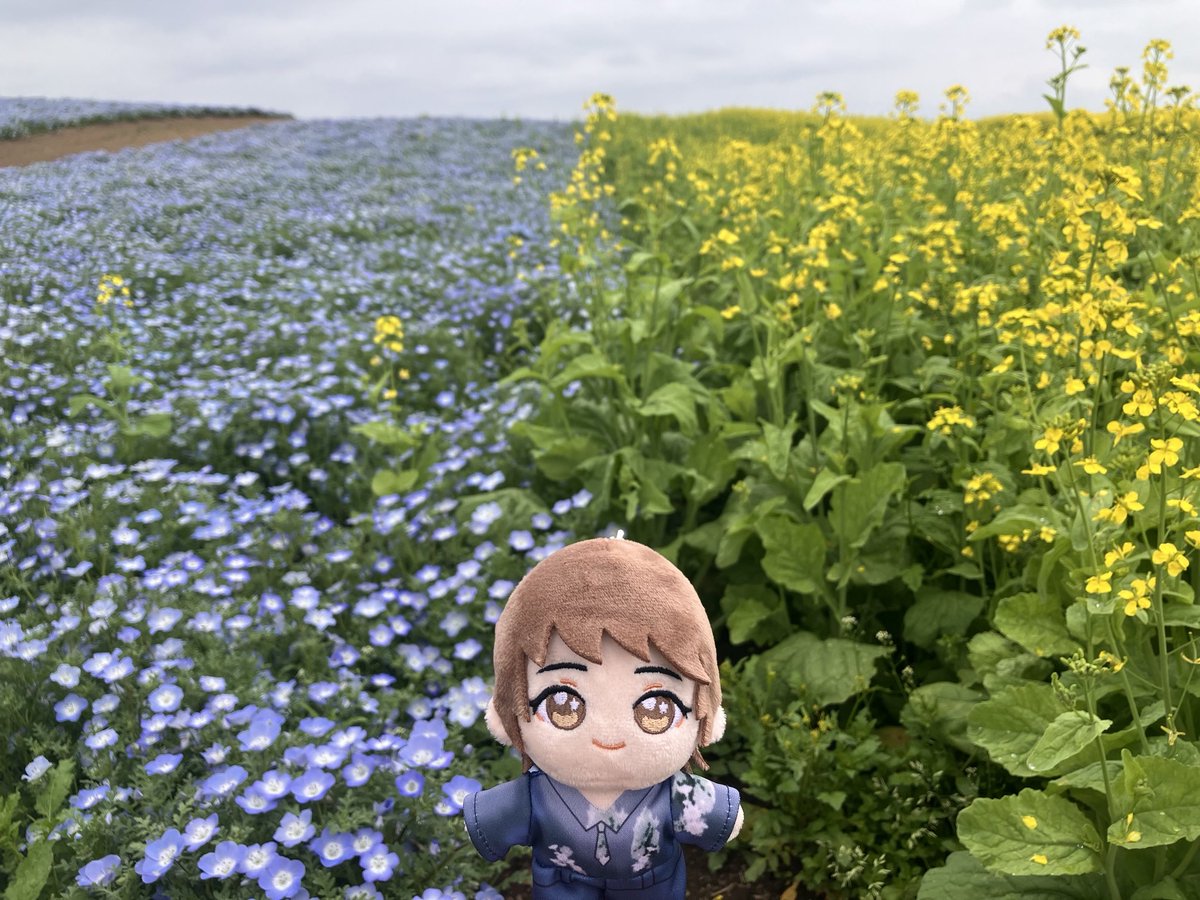 Oggy_P's tweet photo. やくらいガーデンで
まつぬいと菜の花とネモフィラと
#にじらじっ
#MATSURIBA https://t.co/EPgKGRCyXy