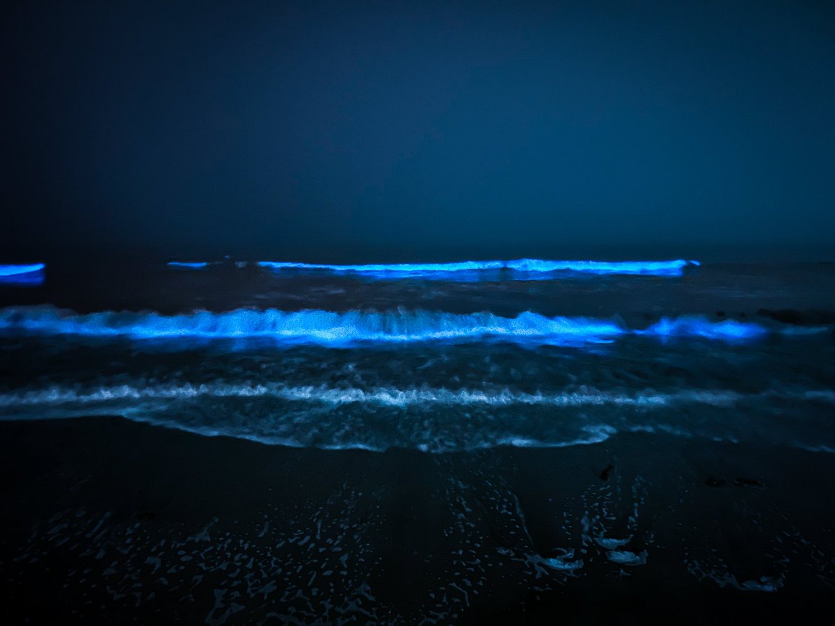 Yassan_0826's tweet photo. 深い霧の中で見た昨日の夜光虫
神秘的すぎてずっと眺めてた

#夜光虫 #由比ヶ浜 https://t.co/DwLV6ERHqx