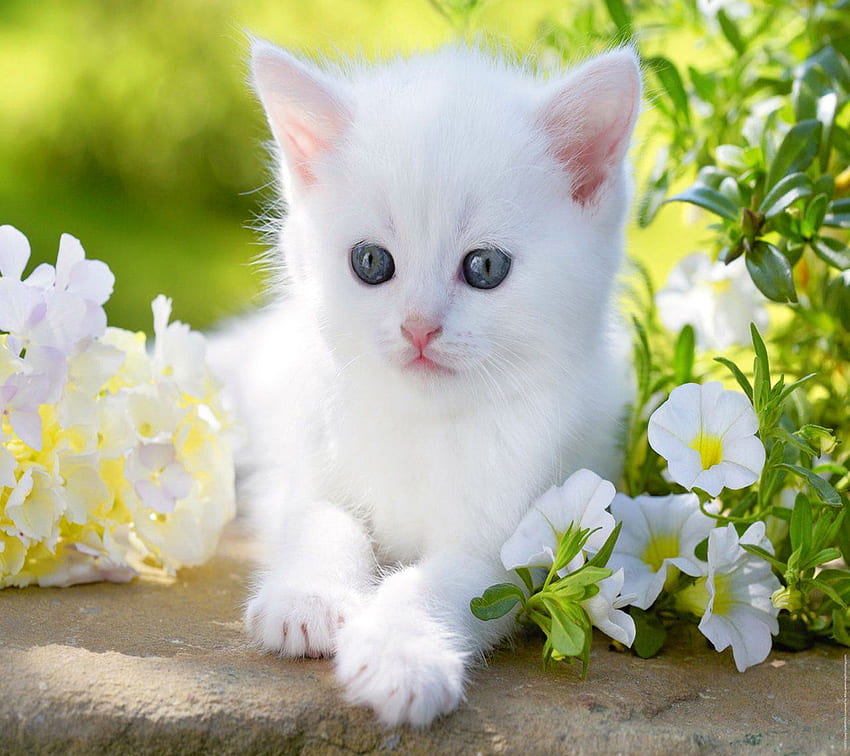 moni.ps tweet media