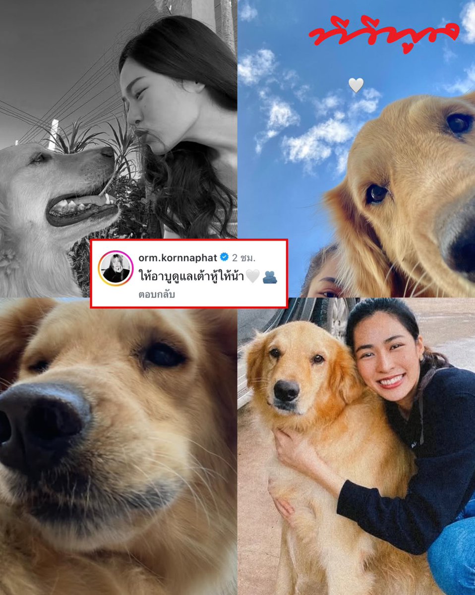 tvpoolsocial's tweet photo. 🥺 ส่งกำลังใจให้ “หลิงหลิง คอง” หลังสูญเสีย “น้องเต้าหู้” เพื่อนซี้ 4 ขาที่อยู่เคียงข้างกันมานานมากกว่า 10 ปี 🤍 ด้าน “ออม กรณ์นภัส” รีบเข้ามาคอมเมนต์ปลอบใจทันที พร้อมข้อความสุดอบอุ่น “ให้อาบูดูแลเต้าหู้ให้น้า” อ่านแล้วทั้งใจหายและอบอุ่นไปพร้อมกัน 🕊️

#ทีวีพูล #หลิงหลิงคอง #ออมกรณ์นภัส #หลิงออม #RIPเต้าหู้ #อาบูชิกเก้น

https://t.co/c9M1h5xObw