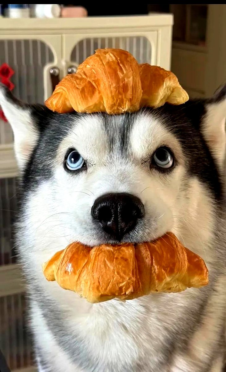 frederic_sh's tweet photo. Just got woken up by my partner stealing a bite of my iced coffee  Who’s the real winner here https://t.co/RYbxvdtDH2