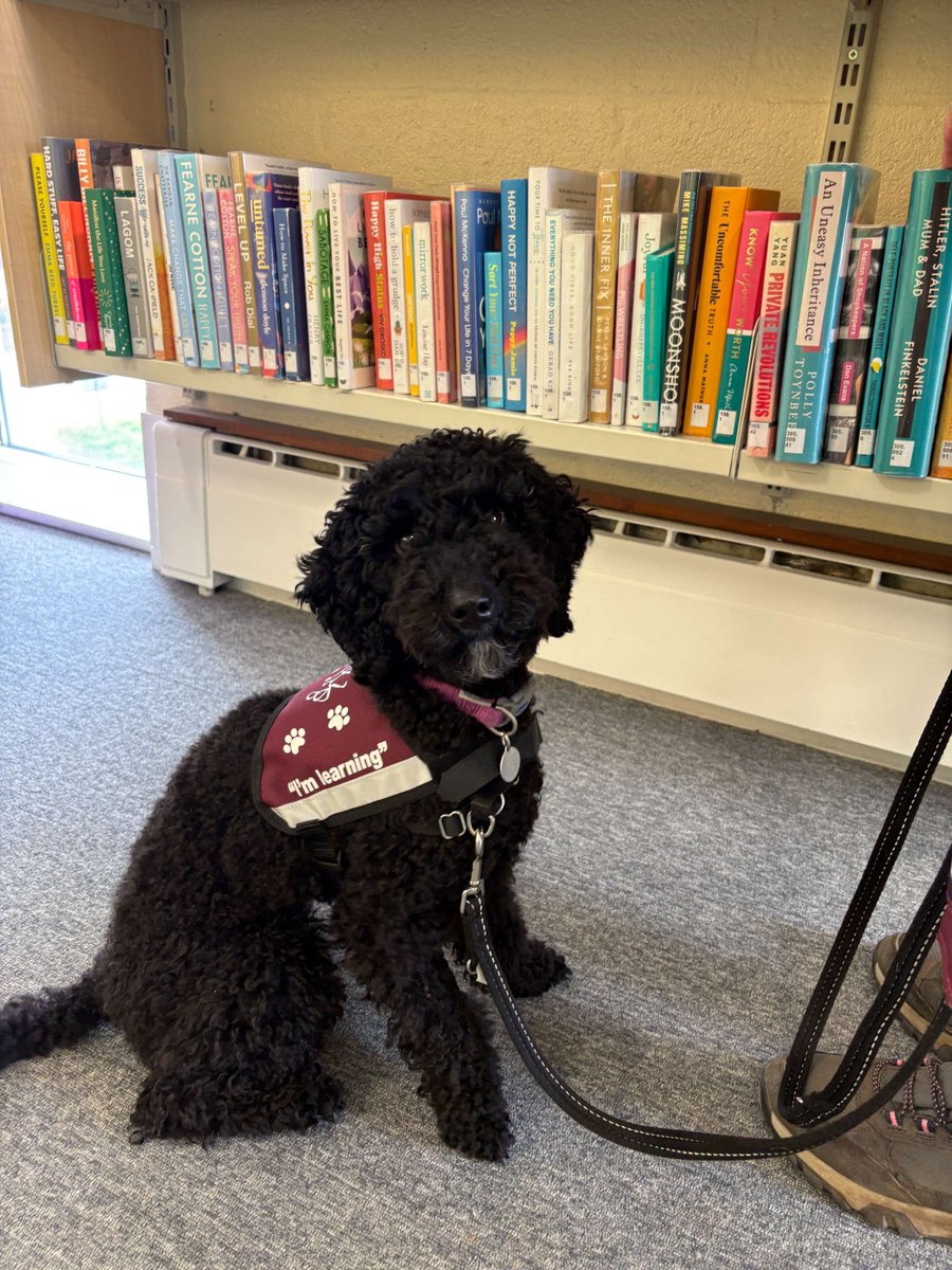 HearingDogs's tweet photo. Oona did brilliantly on her visit to a library  📚

She's been out and about in public places she could visit with her future deaf partner.

Feeling comfortable in these environments is important for any hearing dog, and Oona did a super job.

Well done Oona 😃 https://t.co/QDDhUp4bPV
