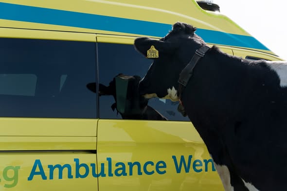 StAmbulancewens's tweet photo. Even alle zorgen vergeten tijdens een warme ontmoeting met de koeien
Ook vandaag helpen wij zes andere immobiele en/of terminale patiënten met het vervullen van hun laatste wens. https://t.co/SH806NESZo