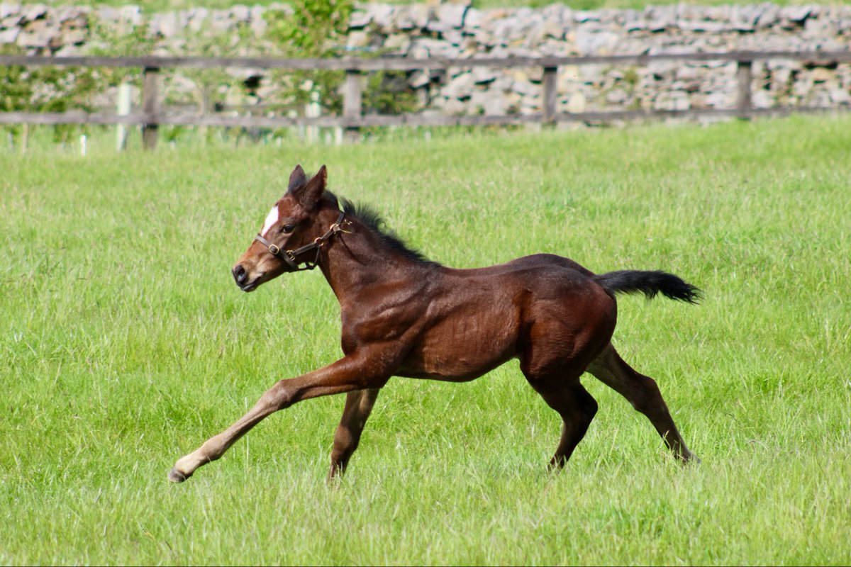 TheTBA_GB's tweet photo. Admin: Your mission this week is to enjoy the sun 
Foals: Mission accepted 

📸@WestShawFarm, @meonvalleystud &amp; @StudElwick 

#FoalFriday #Foals2026 #ThoroughbredFoal https://t.co/Y7V8EvN5yj