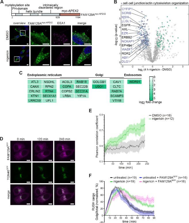 J_Cell_Sci's tweet photo. Gina Simon, Doris Hellerschmied and colleagues dissect stress-induced proteome remodelling at the Golgi–endosome interface.
Highlight: https://t.co/3Z58U5kVeh 
Article: https://t.co/jww0eW37Fm https://t.co/9VX2HOKSrD