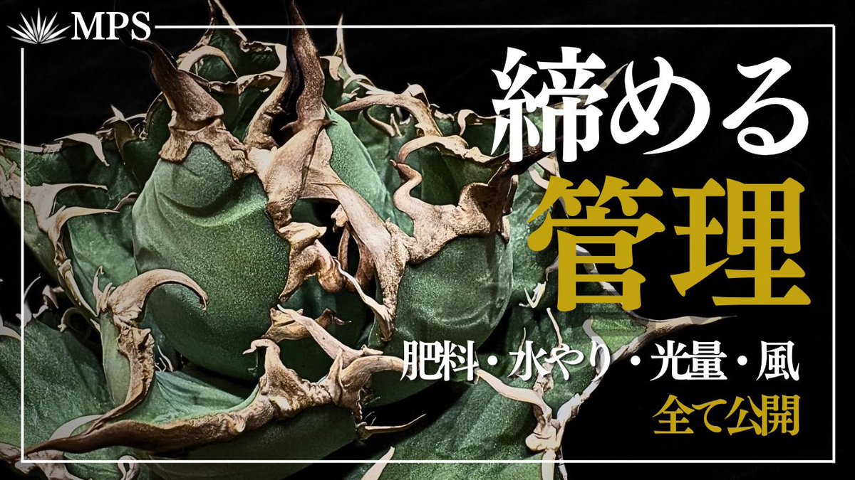 mps_ones's tweet photo. YouTube更新通知

【アガベ】小さく厳つく育てる管理｜私の育成方法を紹介します https://t.co/ZiNw6VddZk @YouTubeより https://t.co/ZfA54YzQpm
