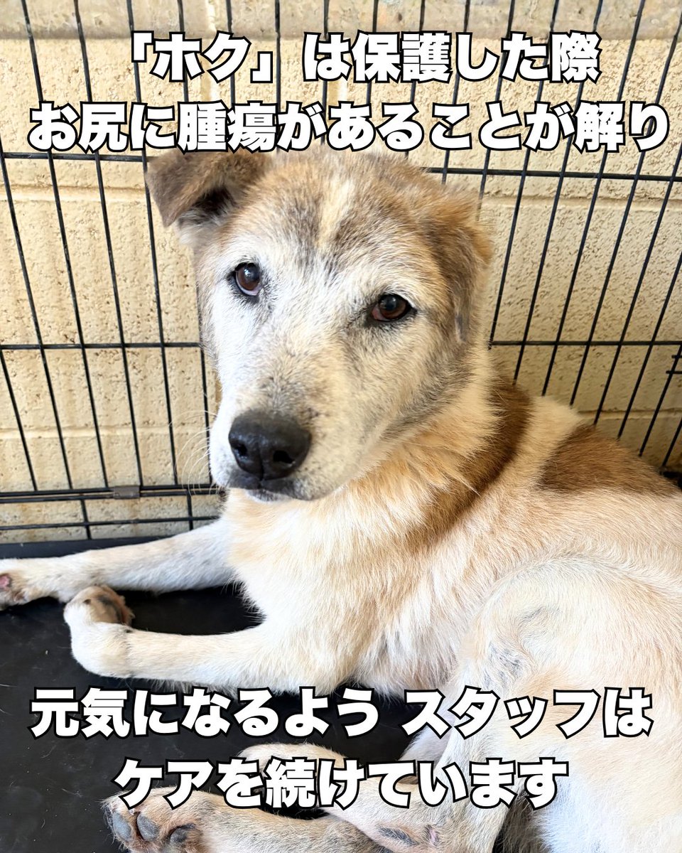 ワンコの写真