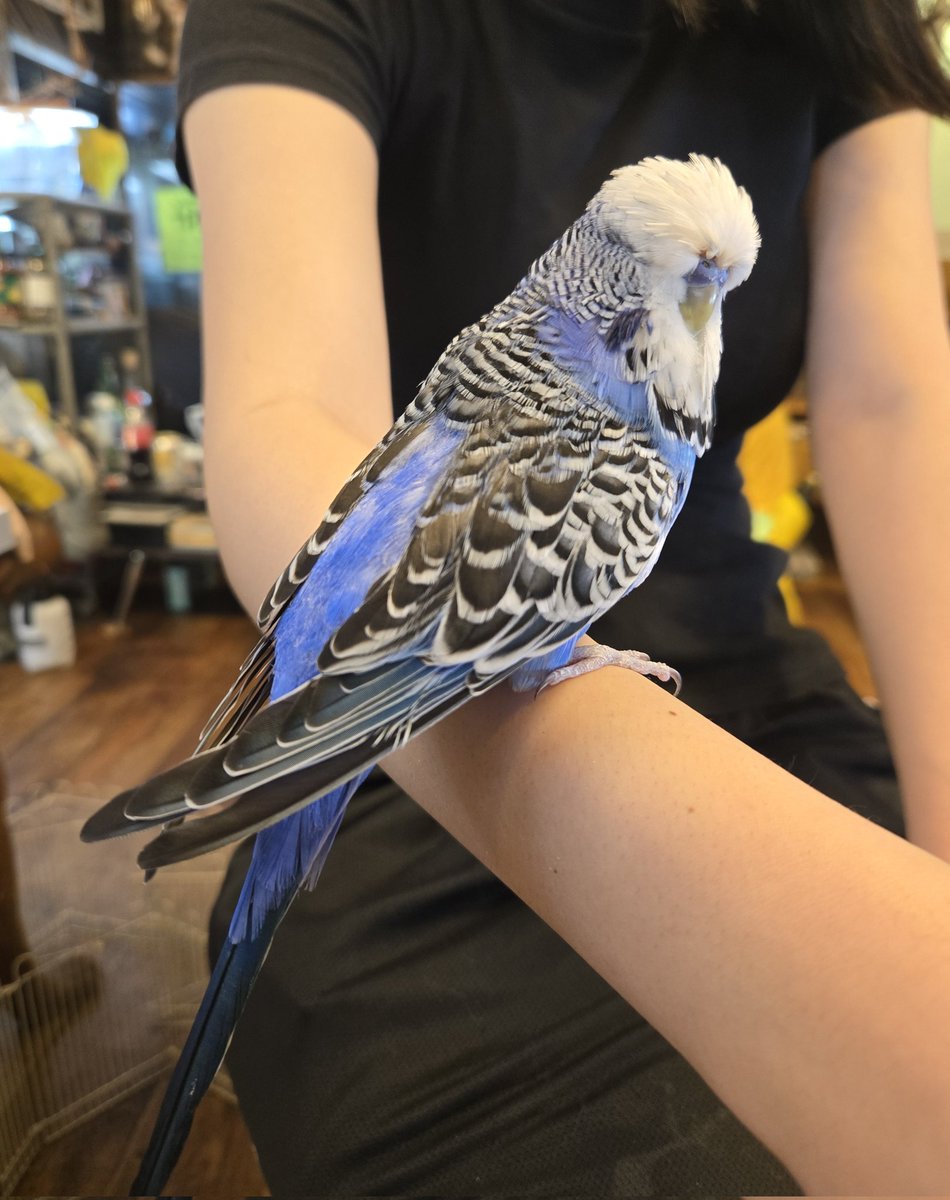 DizzyAsk's tweet photo. ジャンボセキセイインコ
1匹います。よく慣れてて可愛いです～‼️ https://t.co/mONnsCbnQh