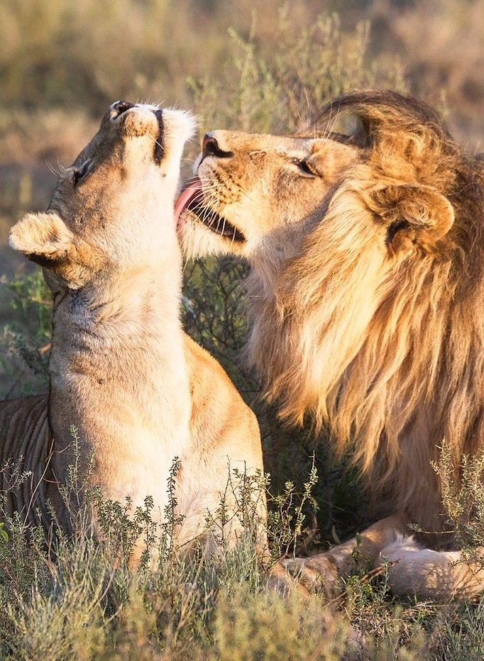 Lion tweet media