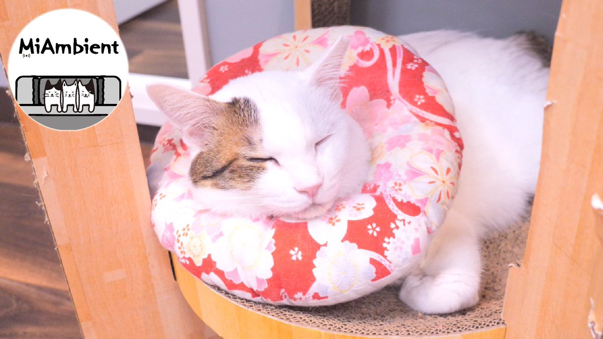 CafeMiagolare's tweet photo. のんびりと過ごす猫ちゃん、お休み中の猫ちゃんを4Kでまったり眺める動画「MiAmbient」第３弾、アップしました！😽💤
https://t.co/qC2YhNJ3JI https://t.co/HLkC4yvEDy