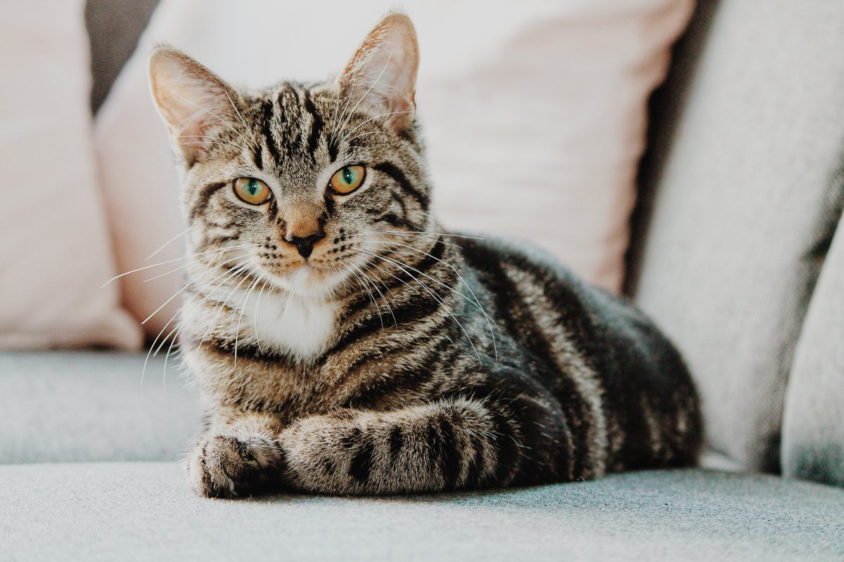 Gateway978's tweet photo. Izzy Hocking from Cats Protection chats with @avery_aston about our cute cat obssesion on #daytime next! Tune in on FM, on DAB or online https://t.co/DR3rLgueyl

Photo by Erik-Jan Leusink on Unsplash https://t.co/E4UxMIblKb