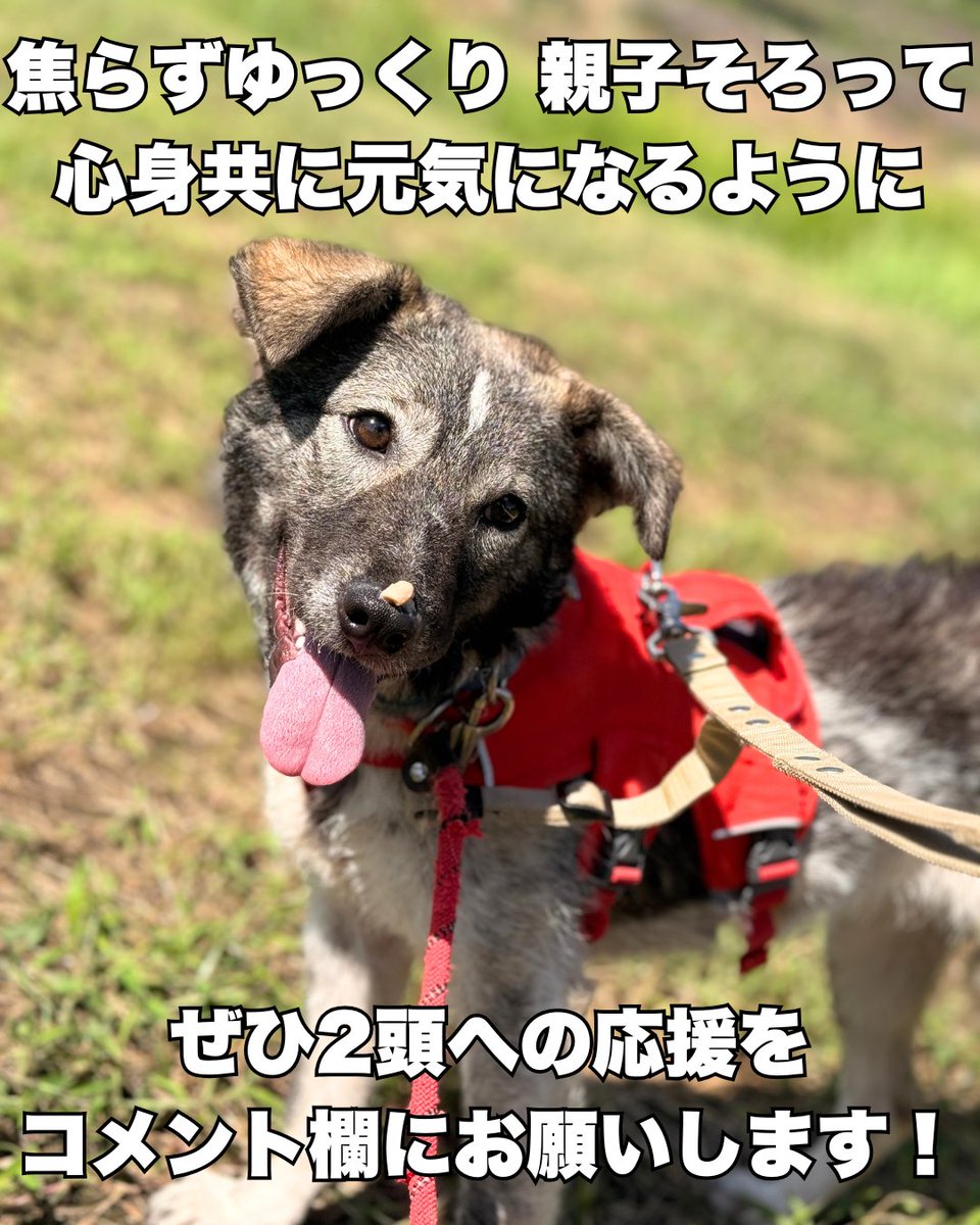 ワンコの写真 ワンコの写真