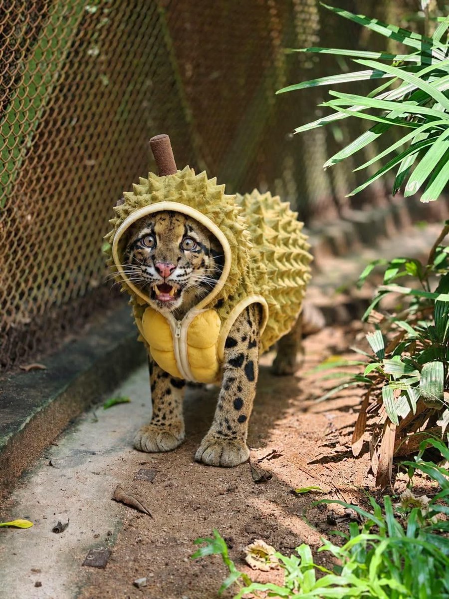 KhaokheowZoo's tweet photo. มีใครอยากกินหมอนทองมั้ยครับ😺😻#เสือลายเมฆ #สวนสัตว์เปิดเขาเขียว #สัตว์โลกน่ารัก #น้องหนึ่ง https://t.co/Igkz9AZCiu