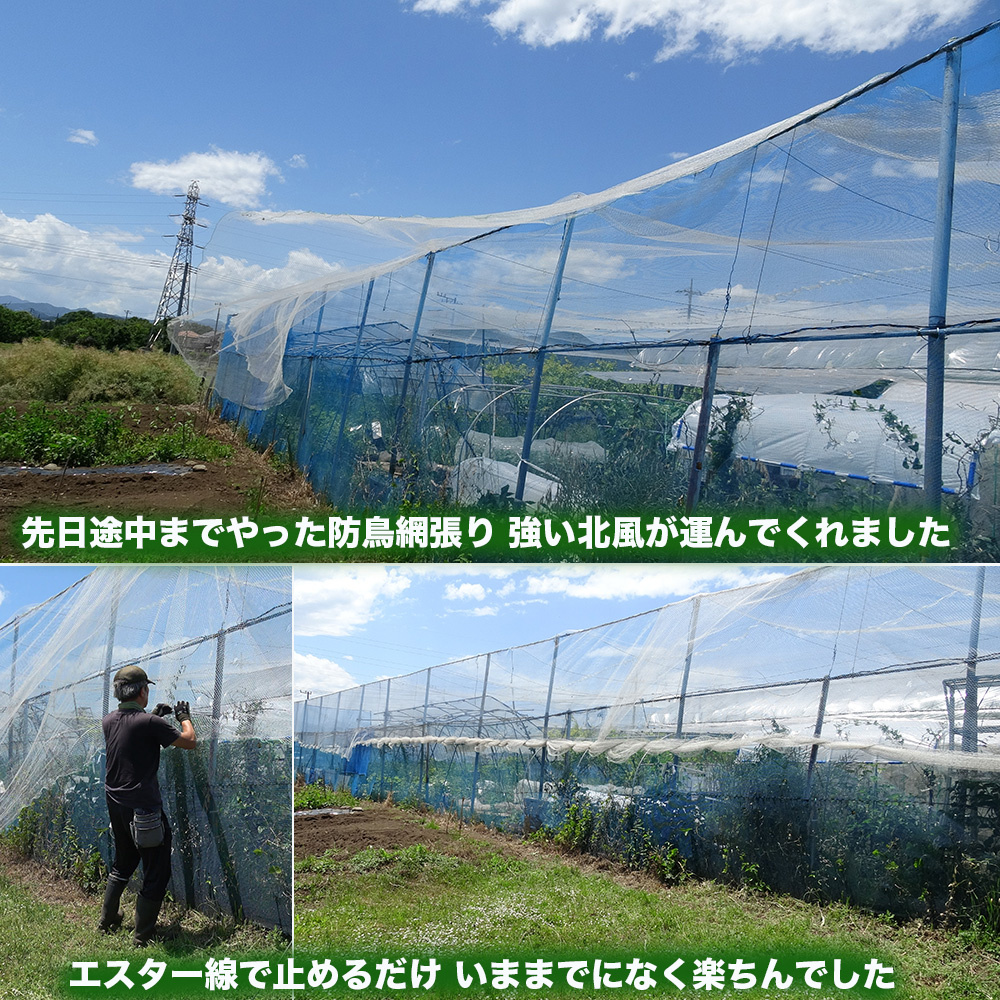 29da104's tweet photo. 今日は強い北風が吹きました。展張途中だった防鳥網は北風が南の端まで運んでくれました。エスター線で固定するだけ、いままでになく楽ちんでした。残りのジャガイモを収穫しました。ハイブッシュブルーベリーがどんどん色付いてきました。防鳥網も張れたし一安心です。 https://t.co/p9zlx1m6Se