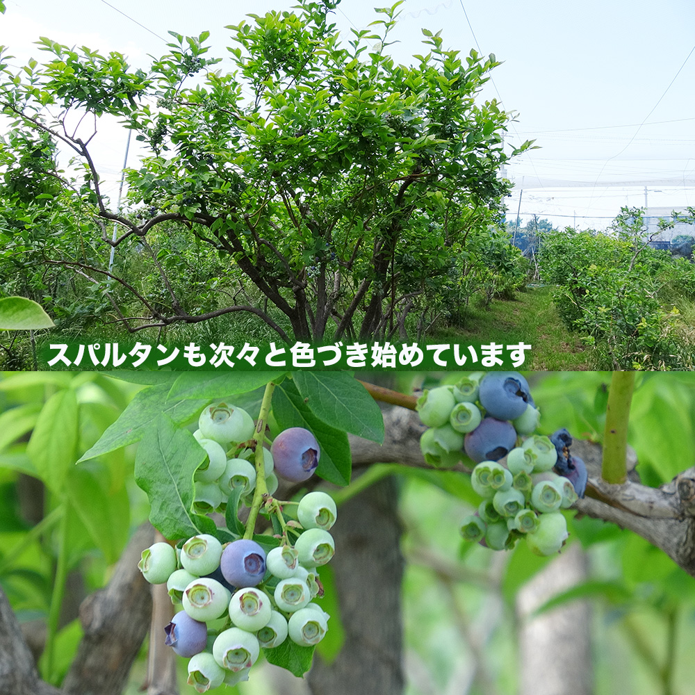 29da104's tweet photo. 今日は強い北風が吹きました。展張途中だった防鳥網は北風が南の端まで運んでくれました。エスター線で固定するだけ、いままでになく楽ちんでした。残りのジャガイモを収穫しました。ハイブッシュブルーベリーがどんどん色付いてきました。防鳥網も張れたし一安心です。 https://t.co/p9zlx1m6Se