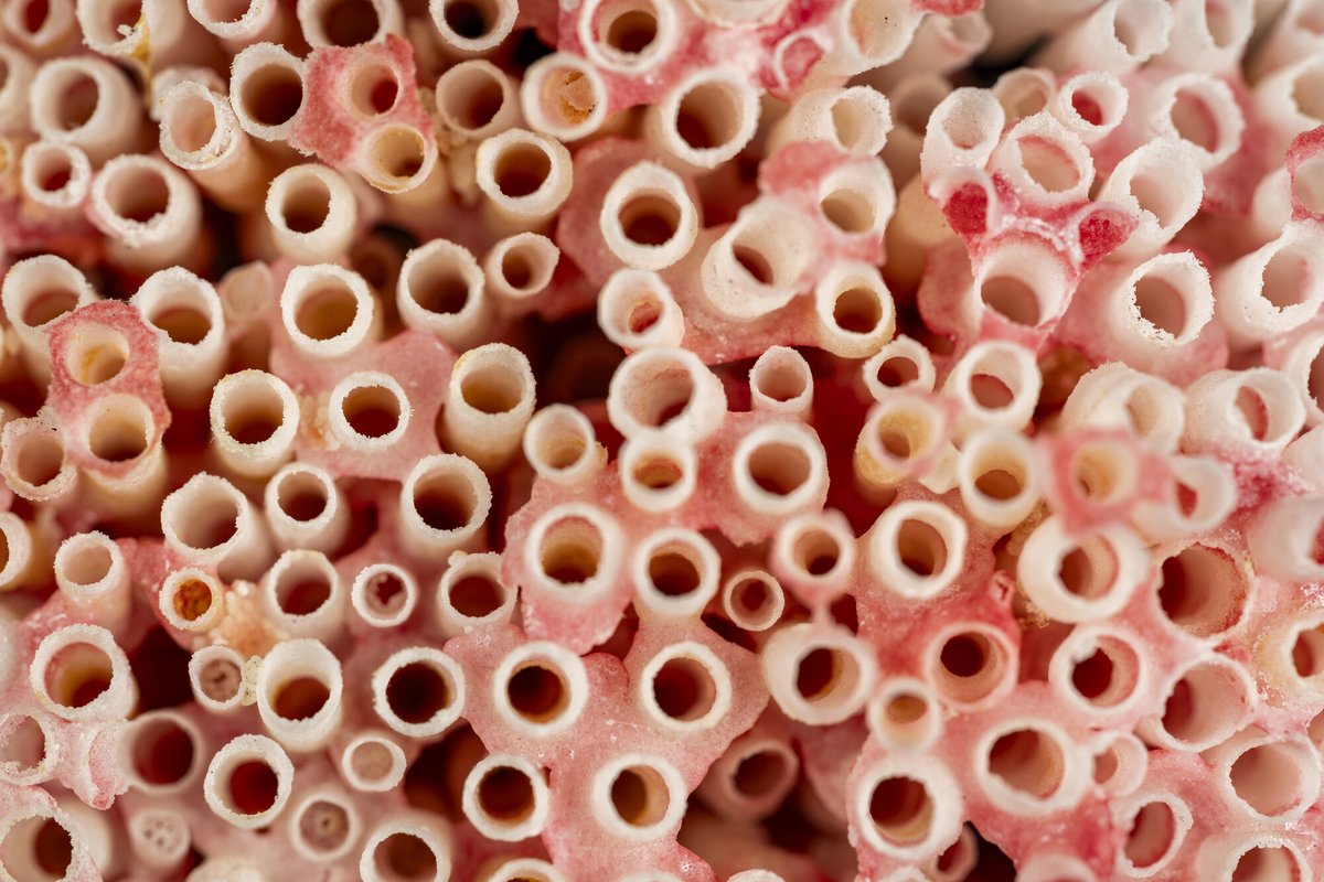 FloridaMuseum's tweet photo. Scientists have discovered that one of the ocean’s most recognizable corals, the iconic “organ pipe coral” — long believed to be a single species — includes at least 15 genetically distinct lineages.

🪸 Story https://t.co/i4soZMGoaU

Study https://t.co/GLMJrCDfyF

@KAUST_News https://t.co/hKRG5rKNnS