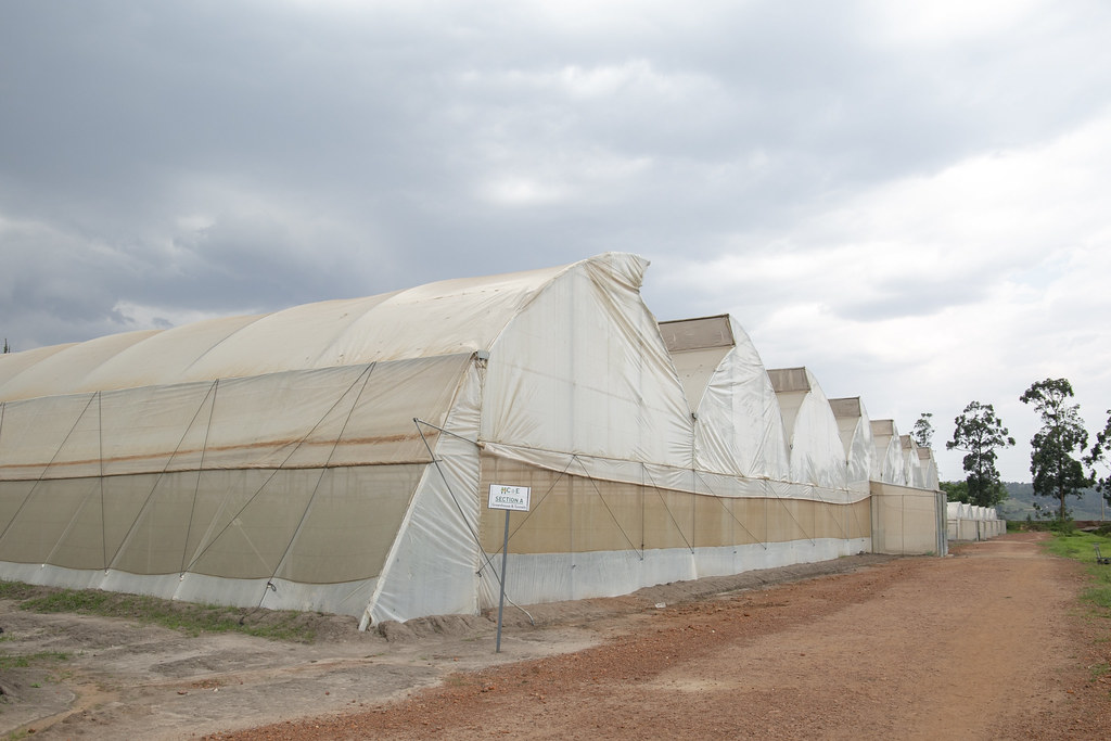 RwandaAgri's tweet photo. Are you a farmer? Did you know that Rwanda has launched a Greenhouse Crop Insurance to support climate-resilient agriculture and boost productivity? Read more: 👉https://t.co/HaBH1t71qA https://t.co/hwYPMKZUUg