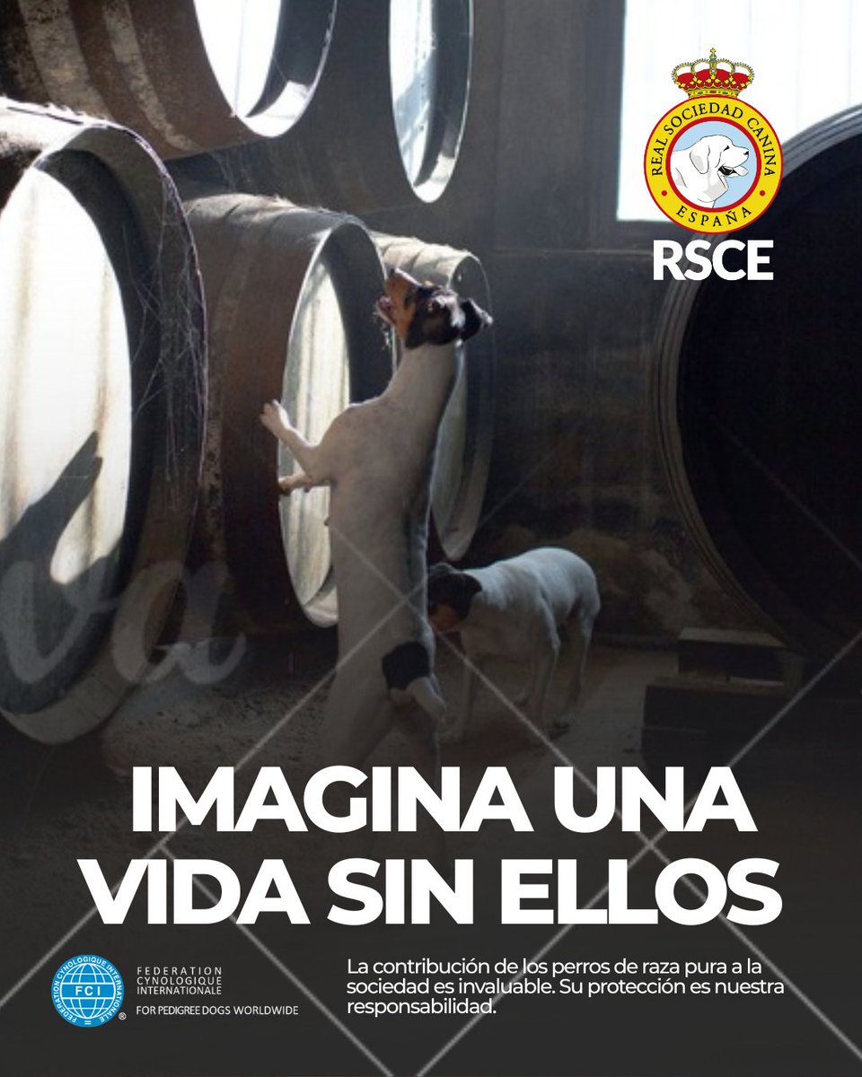 CaninaReal's tweet photo. Desde salvar vidas hasta guiarnos en la oscuridad, los perros de pura raza dan forma a nuestro mundo. Protejamos a las razas que nos protegen.

Únete a nosotros para crear conciencia y comparte este mensaje

#DogsBringUsTogether #ImagineALifeWithoutThem https://t.co/Tin324Y8zm