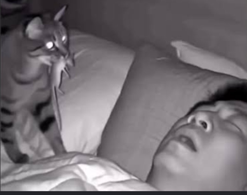 User_Nulo's tweet photo. @superping4s @Ajisaihihi @Boa401 É porque é um gato https://t.co/s2Eqoaoqk1