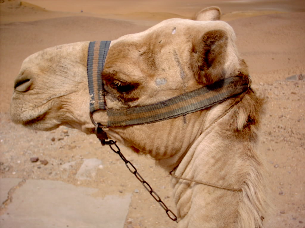 TraacyJohnson's tweet photo. @DailyPicTheme2 #DailyPictureTheme #Desert I was on that camel going through it! https://t.co/YzOEpKFmNt