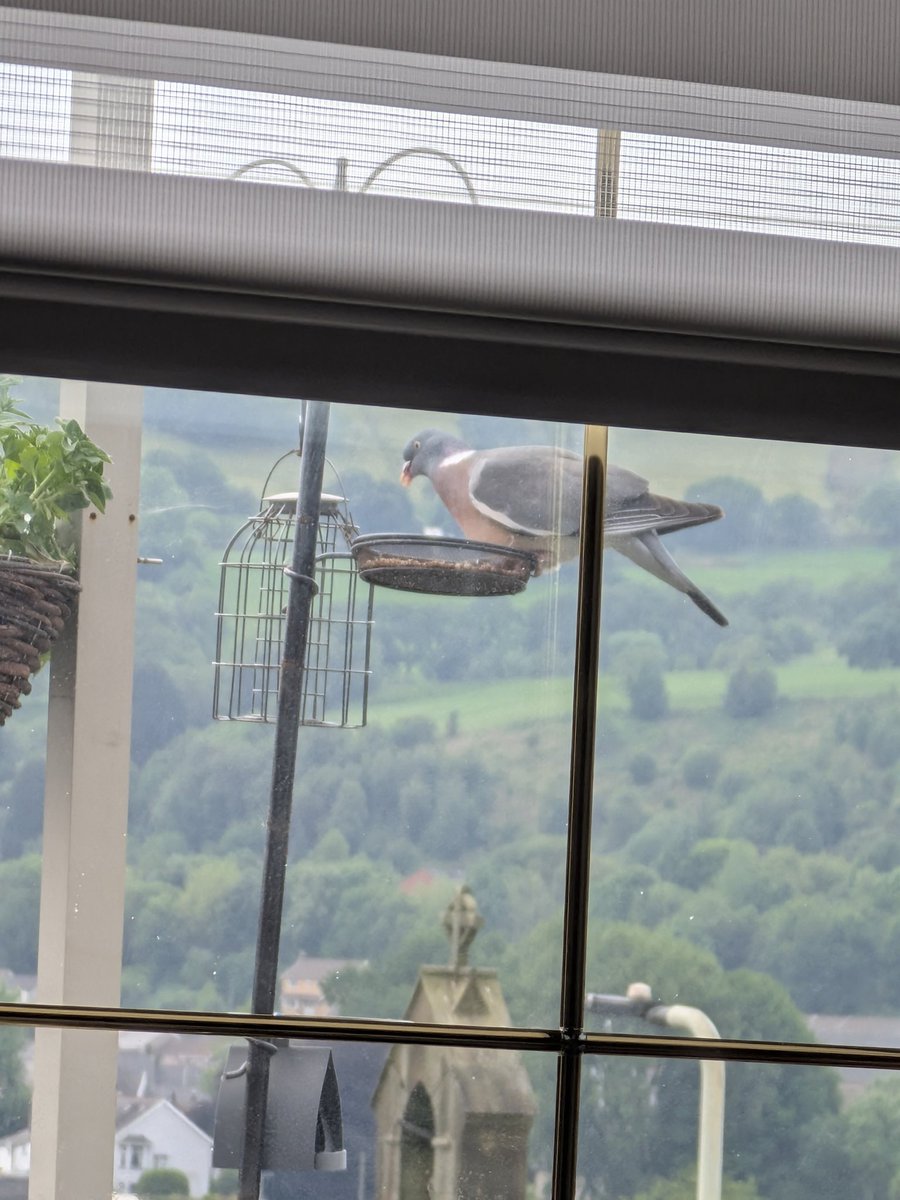 DimblebeeJohn's tweet photo. @BBCSpringwatch  we have only just had these beautiful birds in our garden is it common to have these visit love the programme https://t.co/oKPWHJg7ai