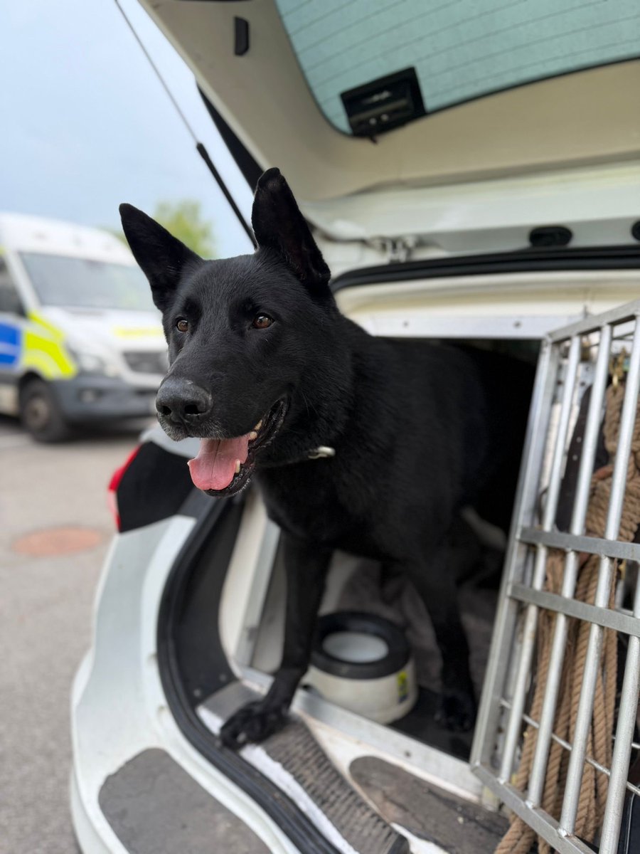 Devon Police Dogs tweet media