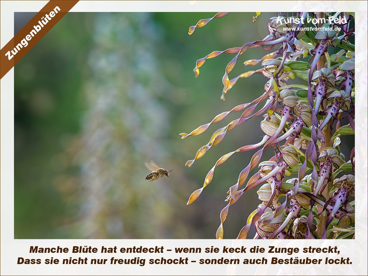 KunstVomFeld's tweet photo. Zungenblüten — https://t.co/yea4ZPgAVk #bocksriemenzunge #himantoglossumhircinum #heimischeorchideen #naturfotografie #truehdr https://t.co/YMT8irSr5T