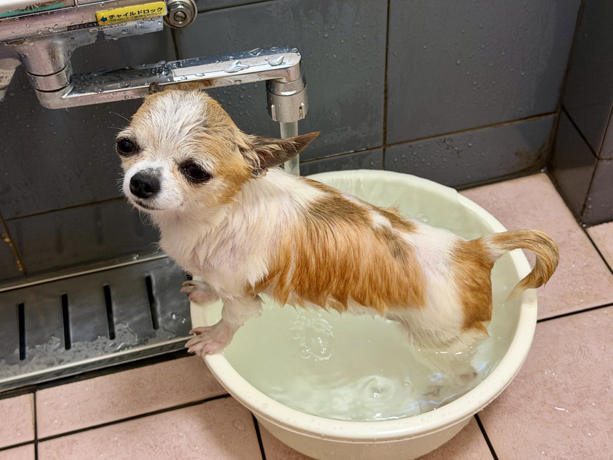 max_accel_'s tweet photo. お風呂🎵🛁　お風呂🎵🛁　お風呂🎵🛁
🥰　🥰　🥰
スッキリしました🐶
#ちわわのいる暮らし https://t.co/ef1E73sSHI