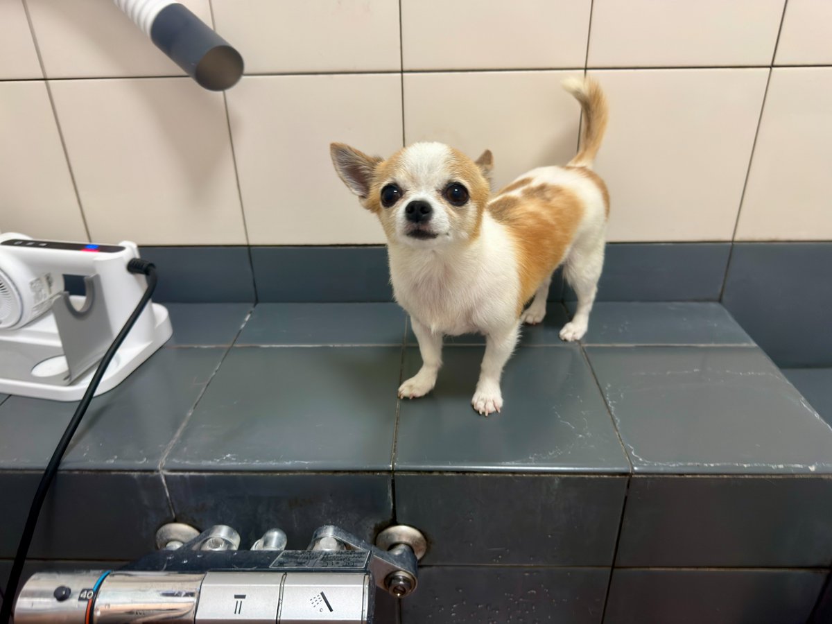 max_accel_'s tweet photo. お風呂🎵🛁　お風呂🎵🛁　お風呂🎵🛁
🥰　🥰　🥰
スッキリしました🐶
#ちわわのいる暮らし https://t.co/ef1E73sSHI