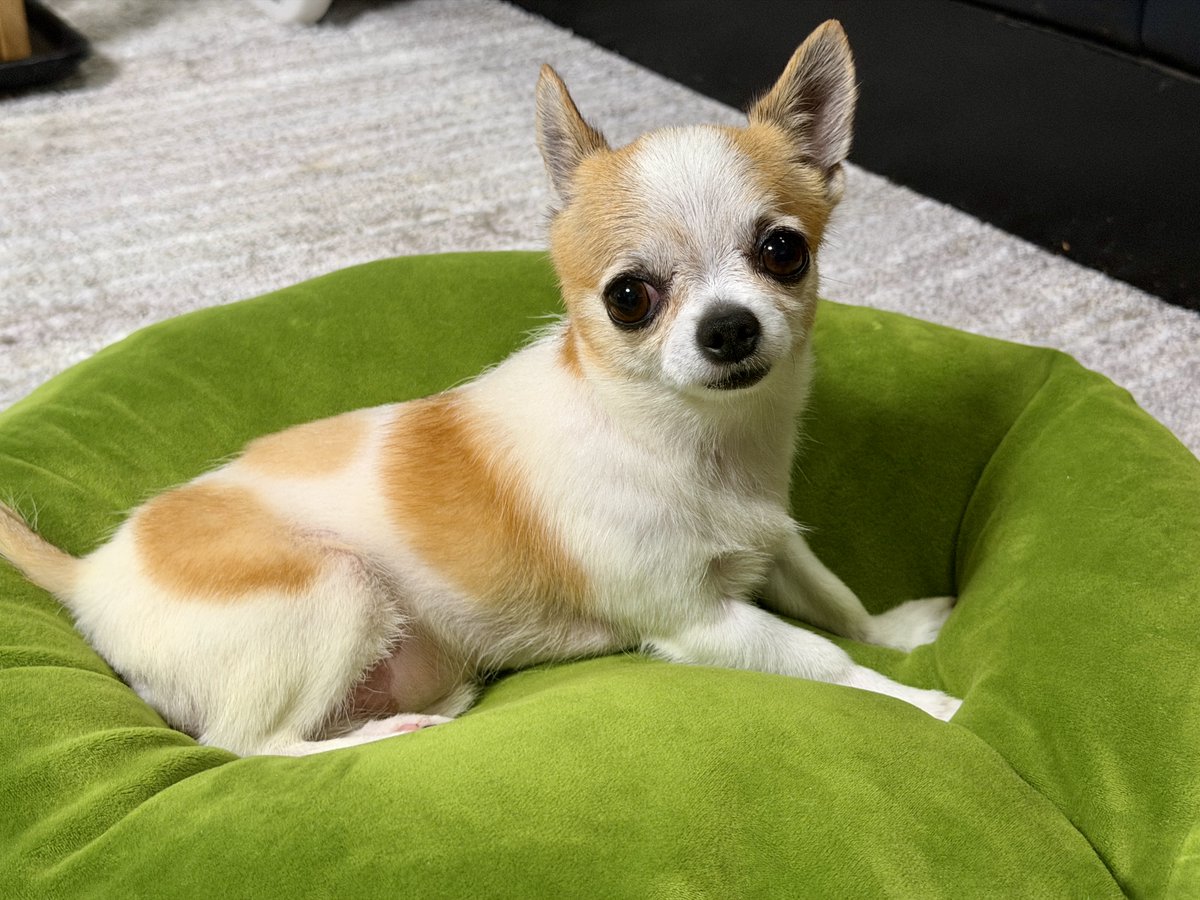 max_accel_'s tweet photo. お風呂🎵🛁　お風呂🎵🛁　お風呂🎵🛁
🥰　🥰　🥰
スッキリしました🐶
#ちわわのいる暮らし https://t.co/ef1E73sSHI